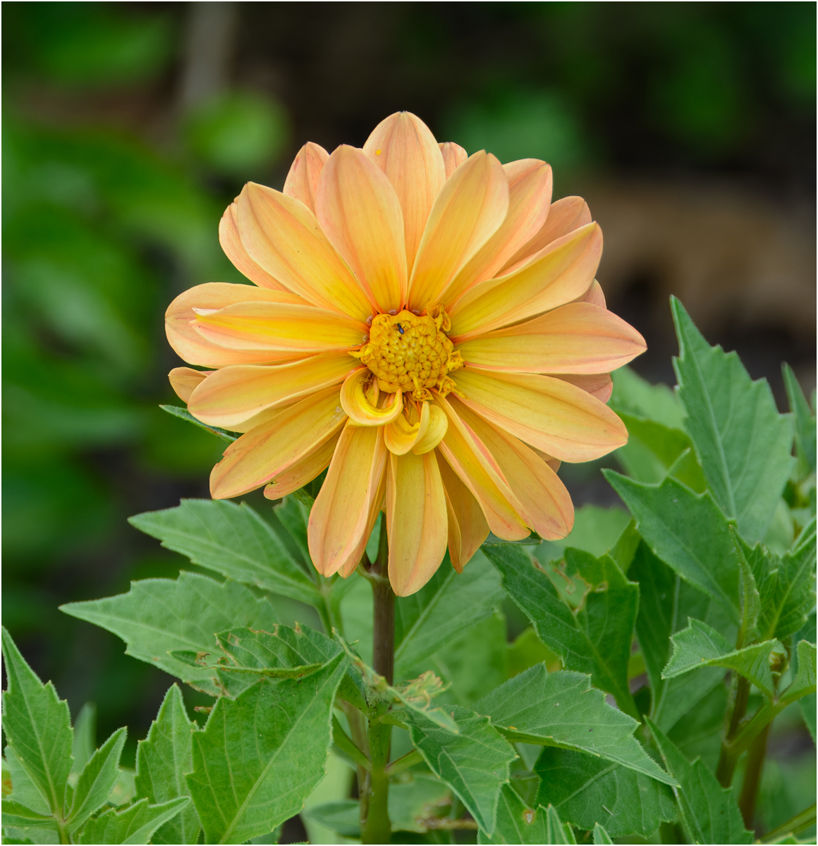 De Moraes Penha Golden Dahlia Nature   Botanical   Class B 20260225